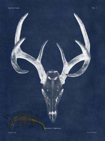 Blue Bones 07 White Tail